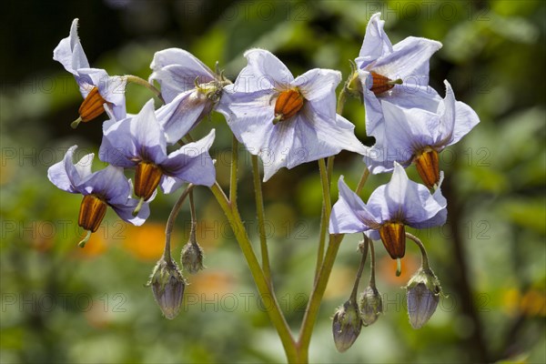 Potato flowers (Solanum tuberosum)