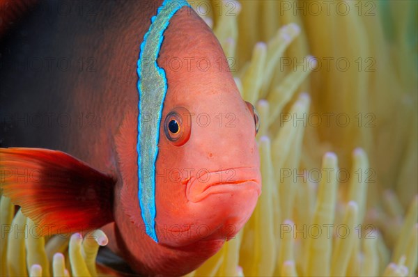 Cinnamon Clownfish or Fire Clownfish (Amphiprion melanopus)