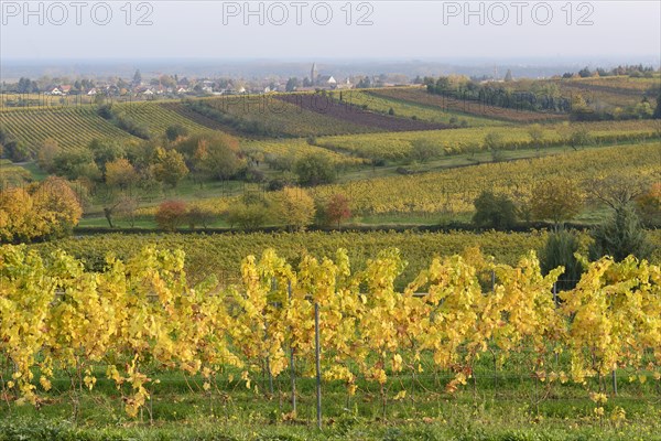 Vineyards