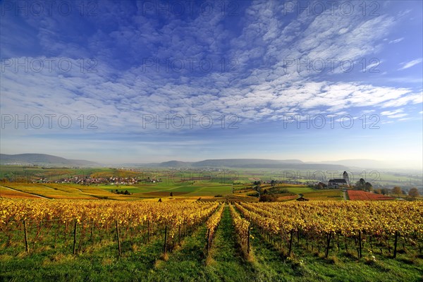 Vineyards in autumn with views of the Klettgau