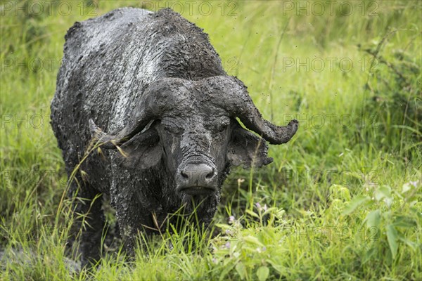 Cape Buffalo (Syncerus caffer)