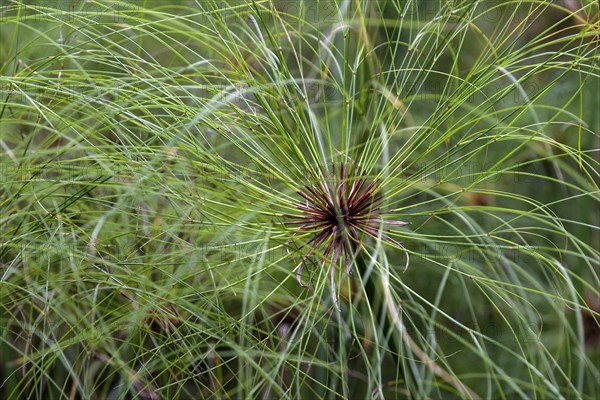 Papyrus sedge (Cyperus papyrus)