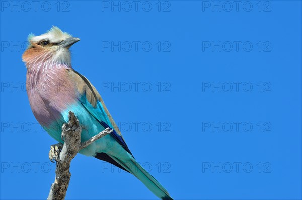 Lilac-breasted Roller (Coracias caudatus)