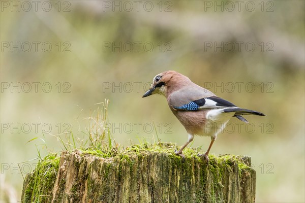 Jay (Garrulus glandarius)