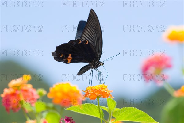 Black Swallowtail butterfly (Papilio polyxenes) sitting on Lantana (Lantana camara)