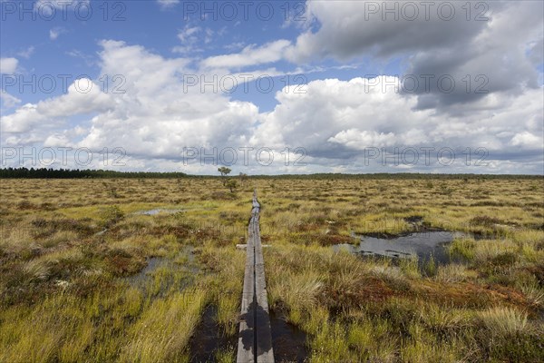 Boardwalk through moorland