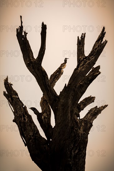 Dead tree backlit