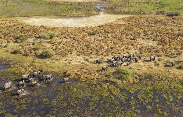 African Elephants (Loxodonta africana)