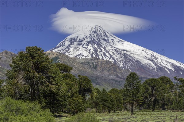 Volcano Lanin and Monkey Puzzle Tree or Chilenian Pine (Araucaria araucana)