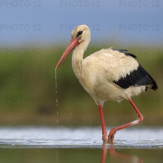 White Stork (Ciconia ciconia) foraging