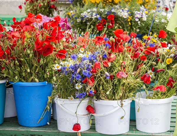 Poppies and wild flowers for sale at the flower market outside Riga Central Market