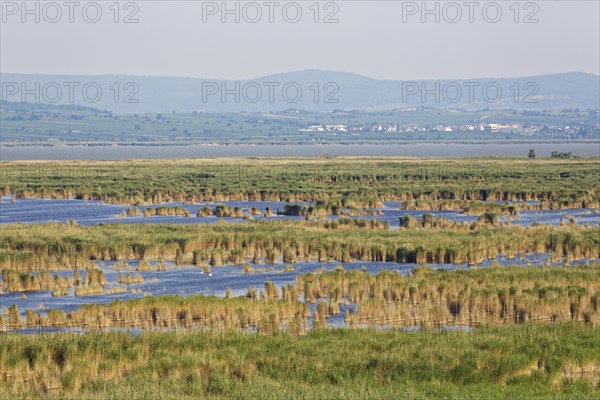 Reed beds on Lake Neusiedl