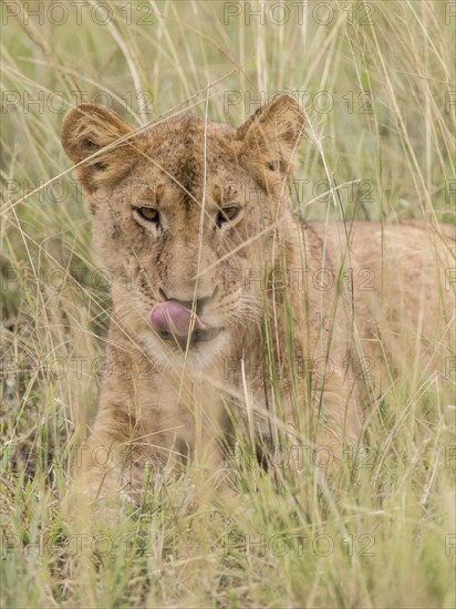 Lion (Panthera leo)