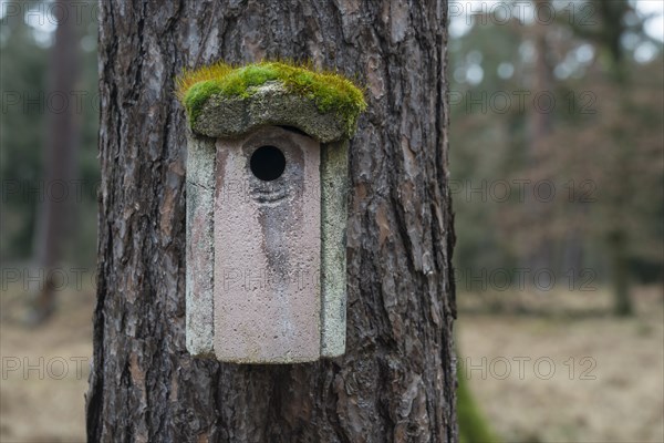 Moss-covered bird house