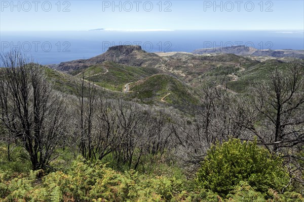 View from the summit of Garajonay on charred shrubs