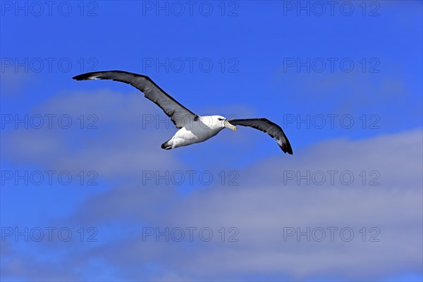 Shy albatross (Thalassarche cauta)