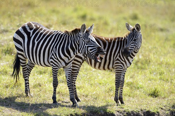 Plains Zebras (Equus guagga)