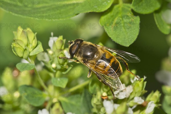 Drone fly (Eristalis tenax)