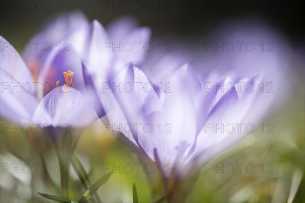 Woodland crocus (Crocus tommasinianus)