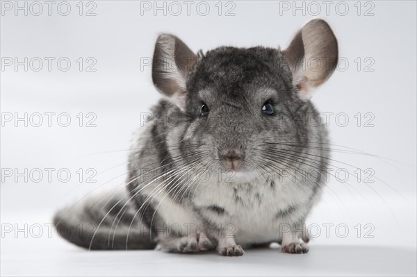 Chinchilla