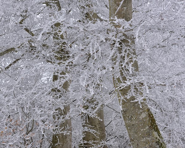 Hoarfrost in an old beech forest