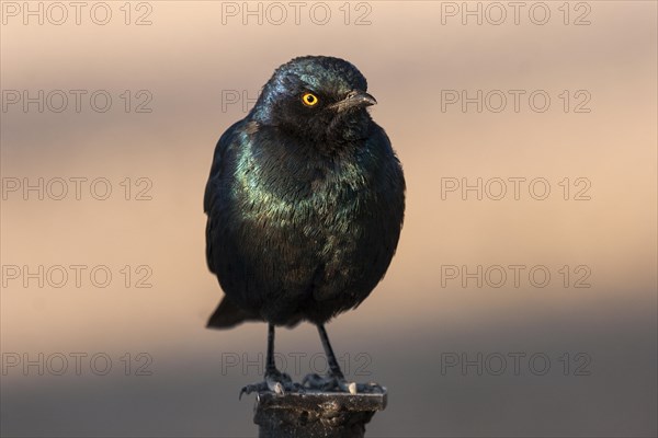 Cape starling (Lamprotornis nitens)