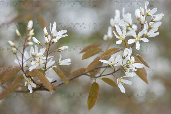 Canadian serviceberry (Amelanchier canadensis)