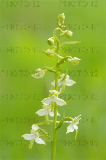 Greater Butterfly-orchid (Platanthera chlorantha)