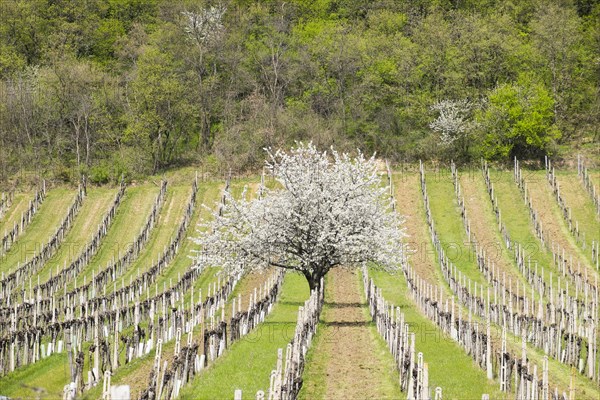 Blossoming cherry trees in vineyards