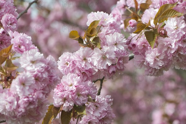 Japanese Cherry (Prunus serrulata)