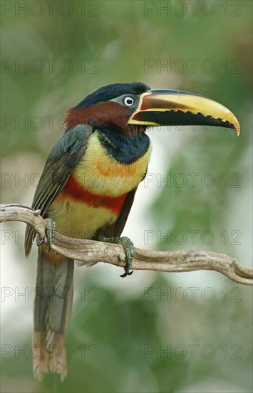 Chestnut-eared aracari (Pteroglossus castanotis) on a branch