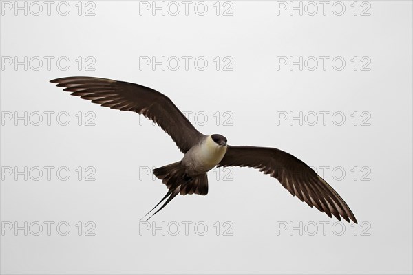 Long-tailed jaeger (Stercorarius longicaudus)