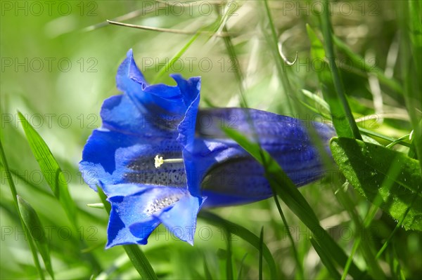 Clusius Gentian (Gentiana clusii)