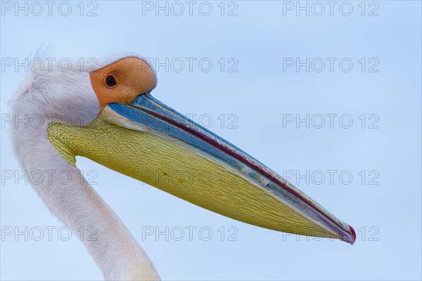 Great White Pelican (Pelecanus onocrotalus)