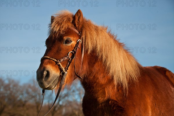 Shetland pony