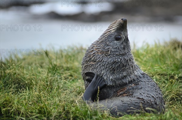 New Zealand sea lion (Phocarctos hookeri) pup