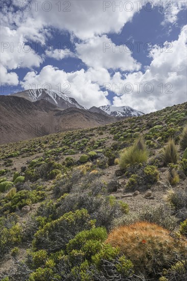 Maihueniopsis cacti (Maihueniopsis colorea) growing on the slopes of the Taapaca volcano