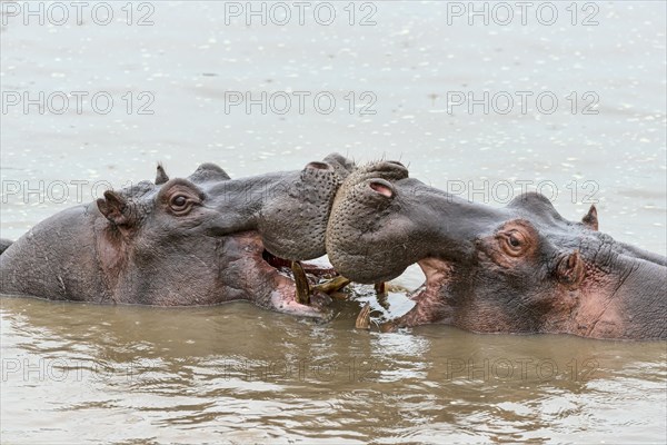 Hippos (Hippopotamus amphibius)