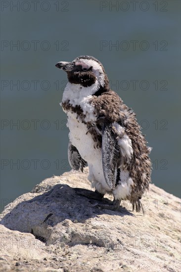 African Penguin or Jackass Penguin (Spheniscus demersus)