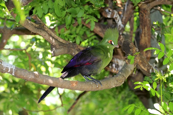 Guinea Turaco (Tauraco persa)