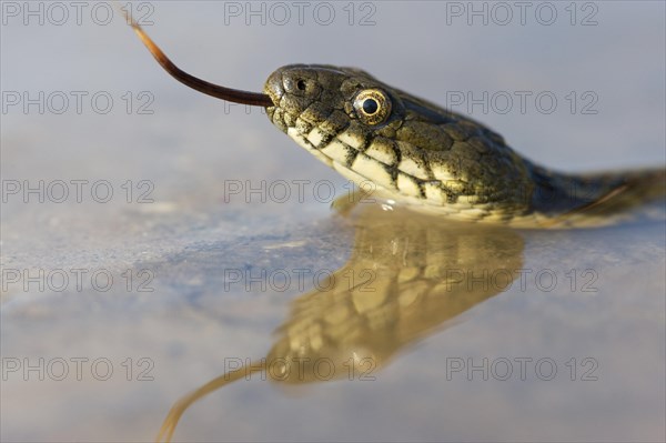 Dice Snake (Natrix tessellata)