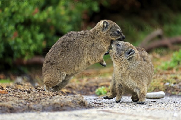 Rock Hyraxes (Procavia capensis)