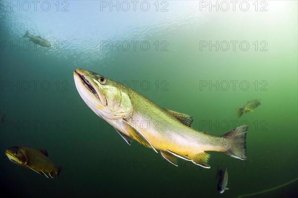 Brook trout (Salvelinus fontinalis)