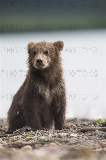 Brown bear (Ursus arctos)