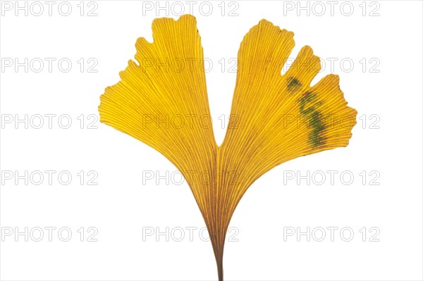 Ginkgo (Ginkgo biloba)