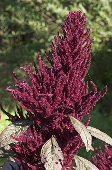 Blood amaranth (Amaranthus cruentus)