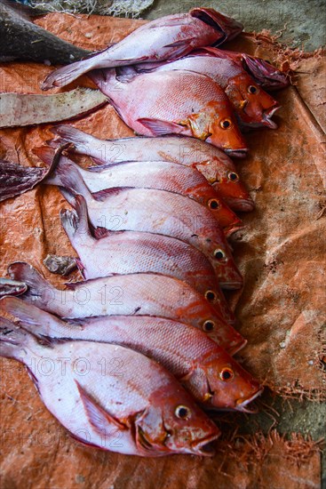 Fresh fish for sale at the fish market