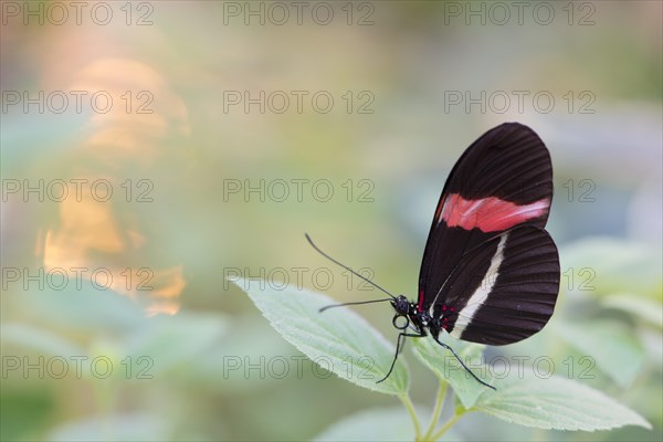 Red Postman (Heliconius erato)