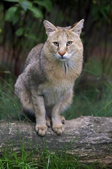 Jungle Cat (Felis chaus)