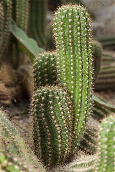 Golden Stars or Lady Fingers (Mammillaria elongata)